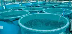 aquaculture-img Aquaculture