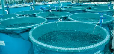 Aquaculture