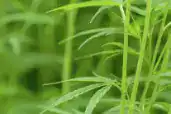 hemp-filtration-img Hemp Filtration