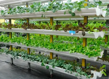Vertical Farming